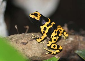 dendrobates 2